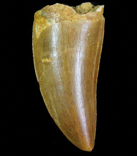 Serrated, Carcharodontosaurus Tooth - Robust Tooth #71171